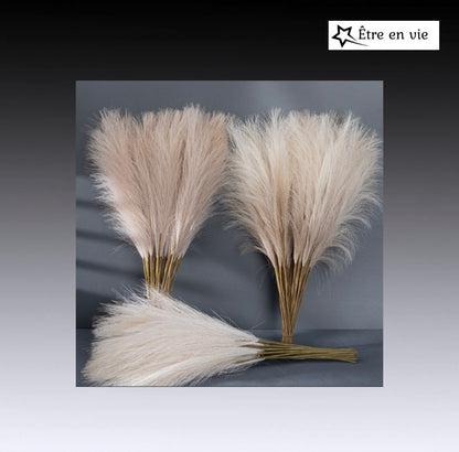 Fluffy Pampas Grass